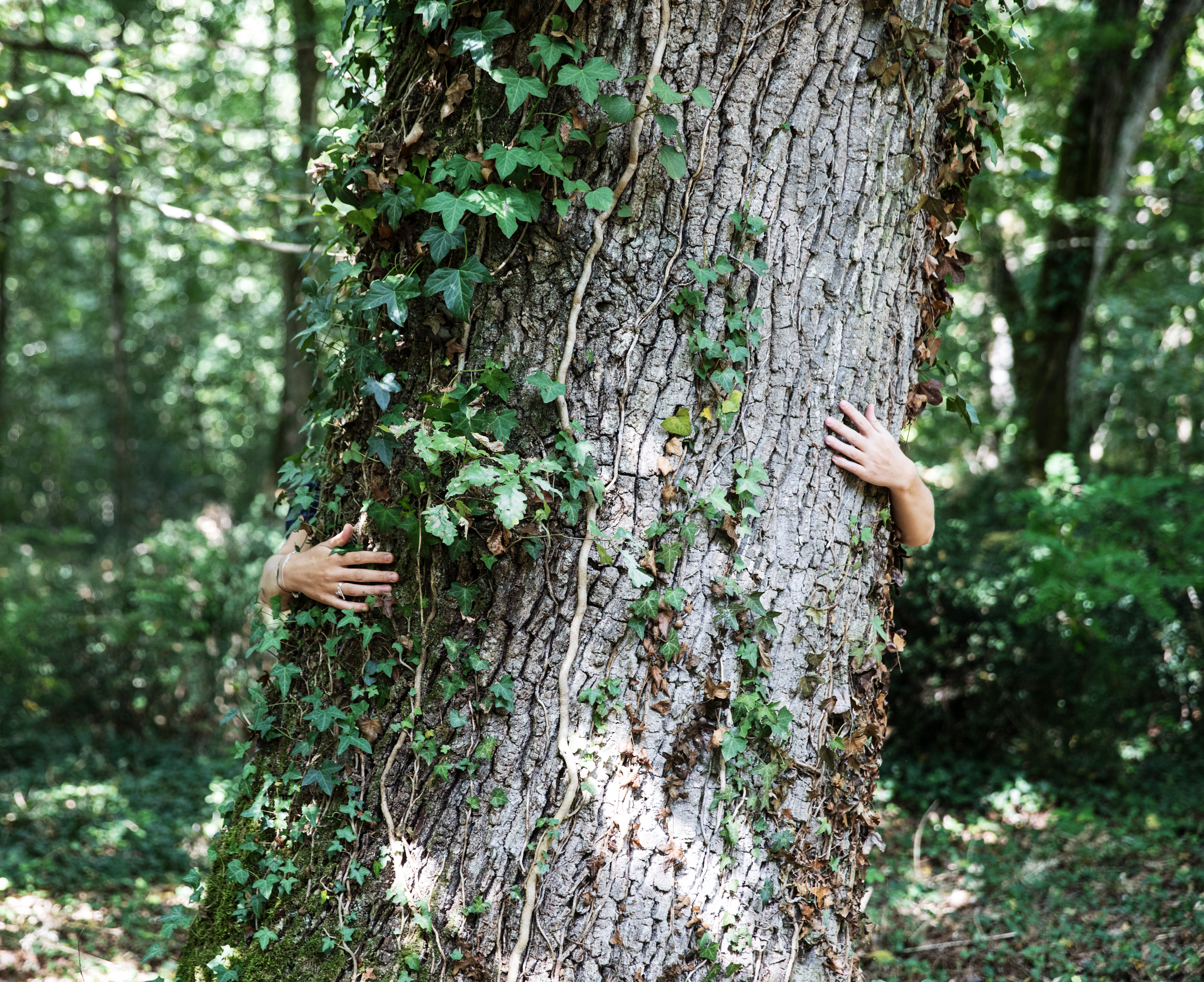 Bain de forêt