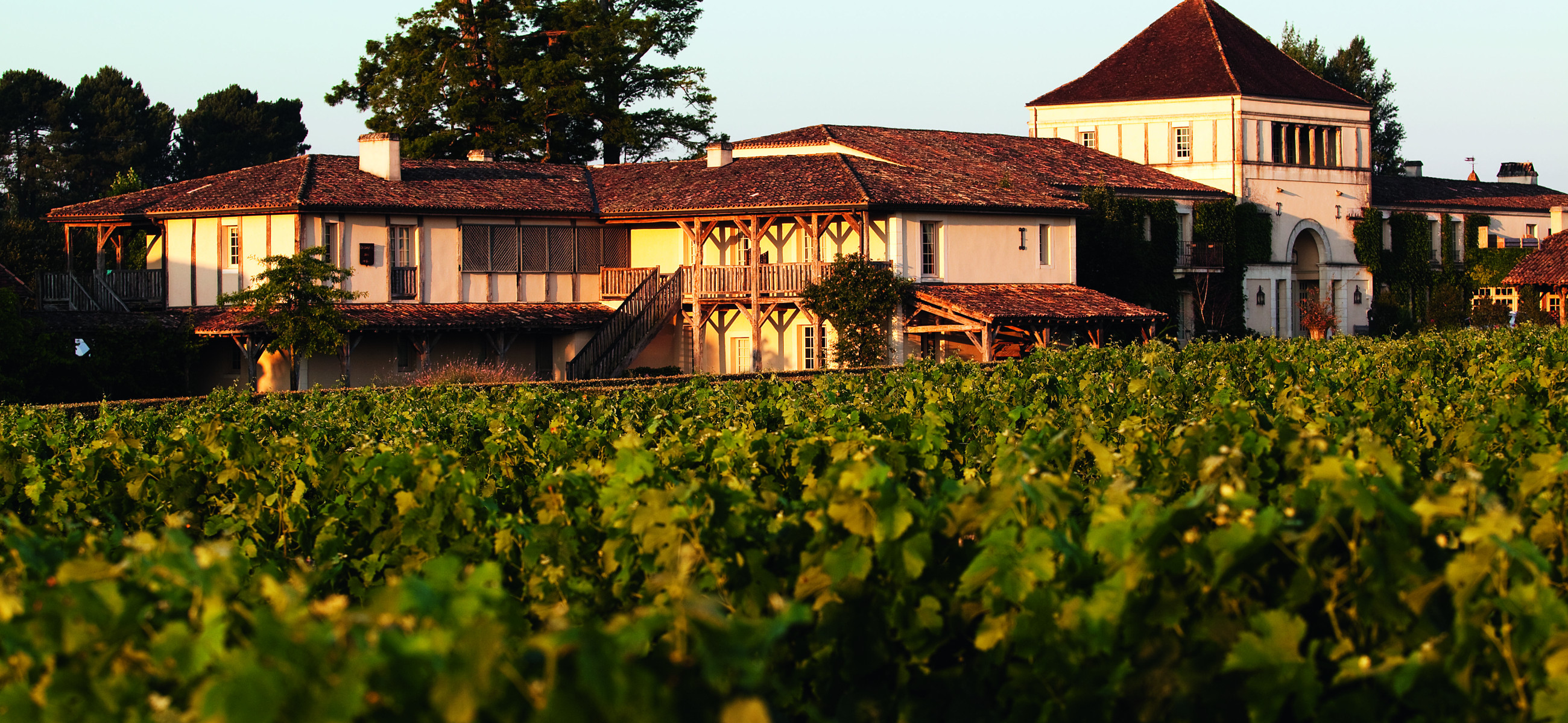 vignes bordeaux