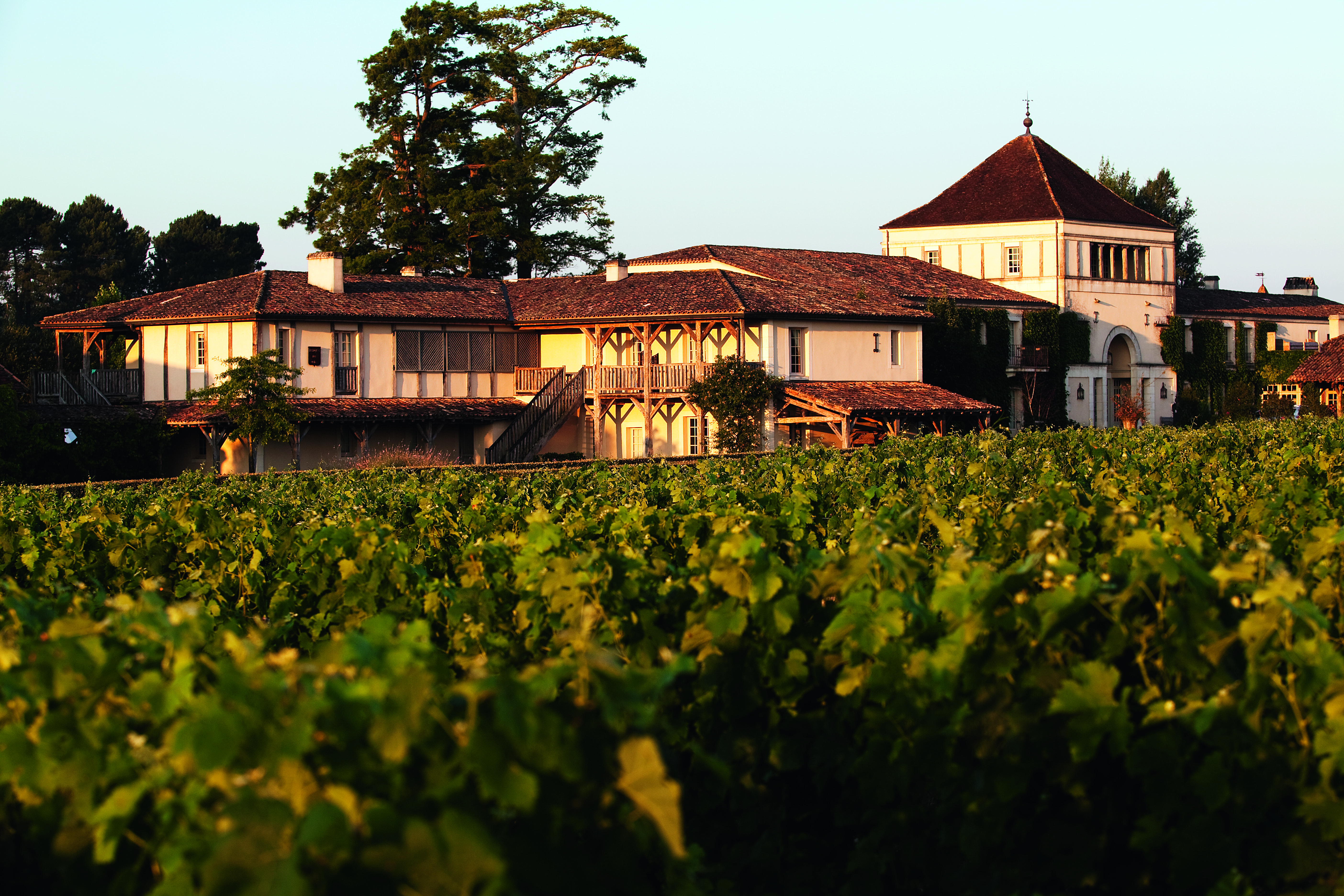 vignes bordeaux