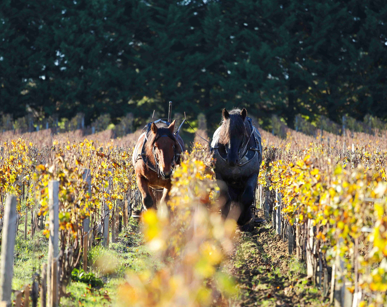 vignoble Smith Haut Lafitte