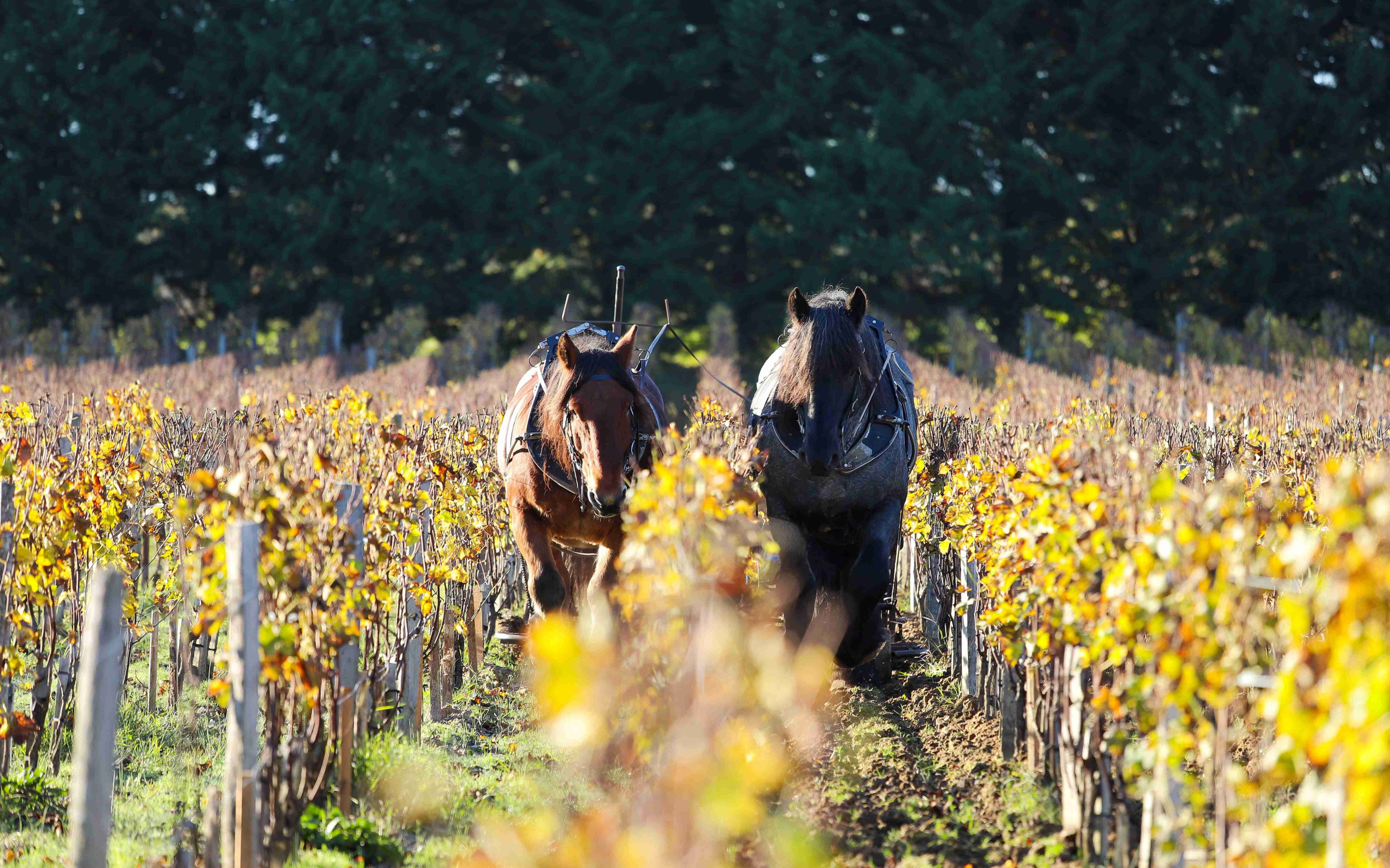 vignoble Smith Haut Lafitte