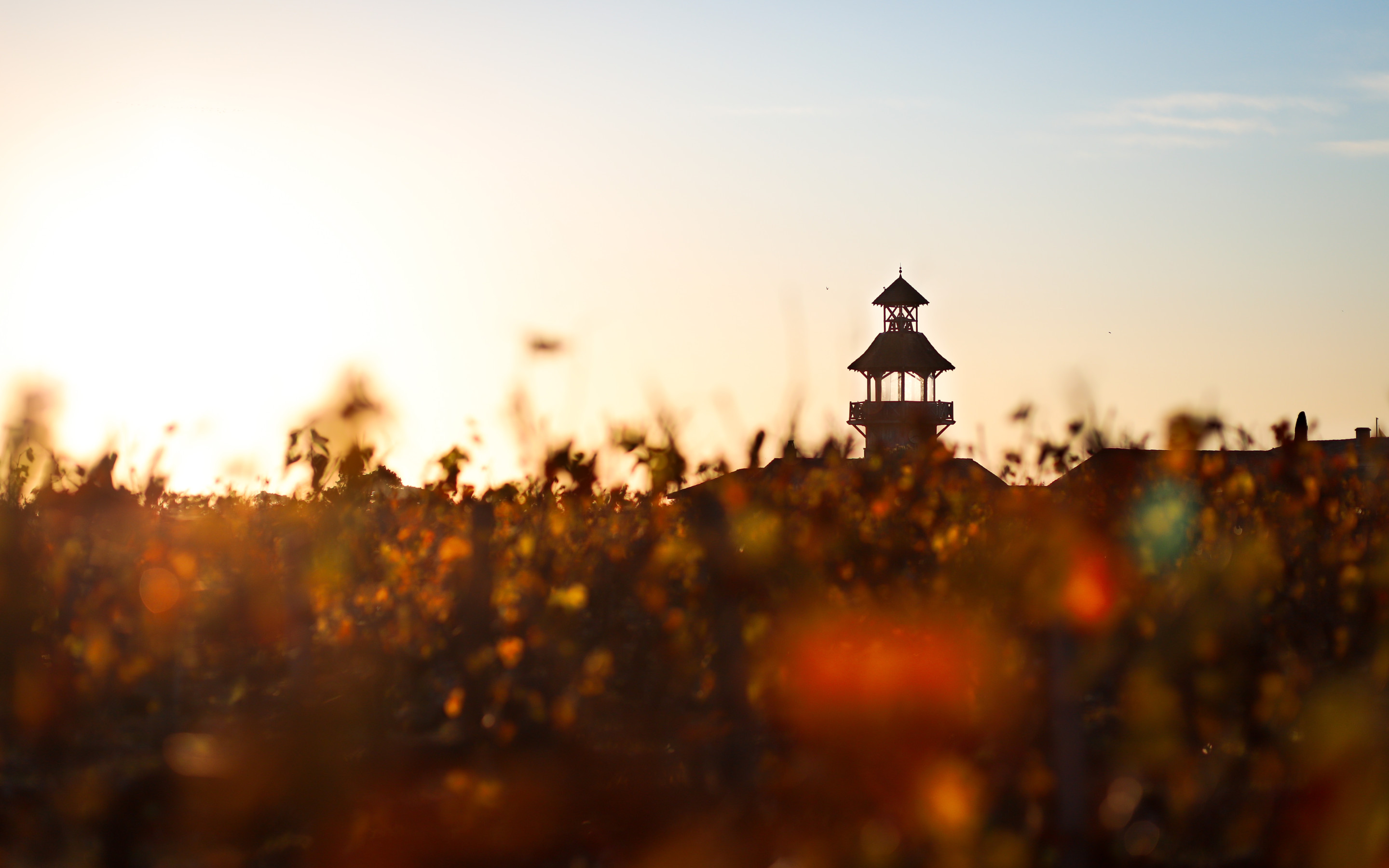 Vignoble Smith haut Lafitte