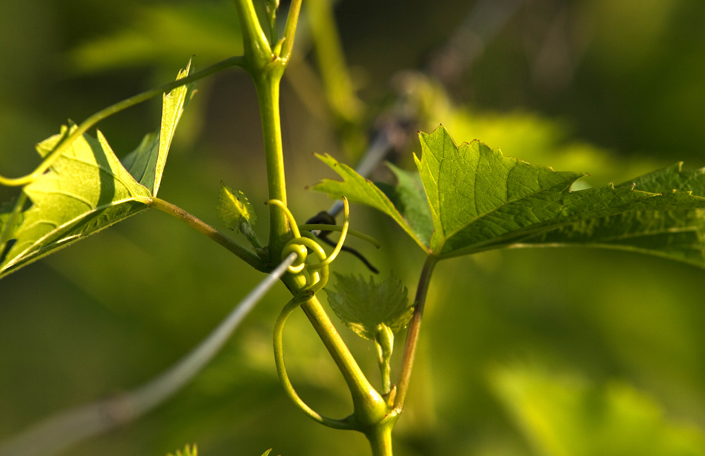 feuilles vigne