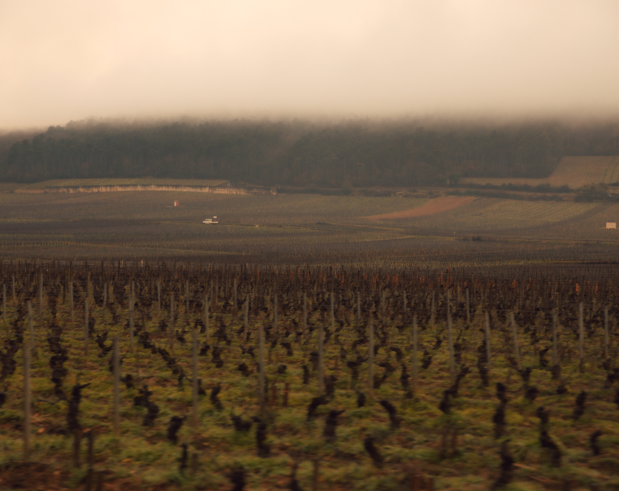 vignes Bourgogne séjour