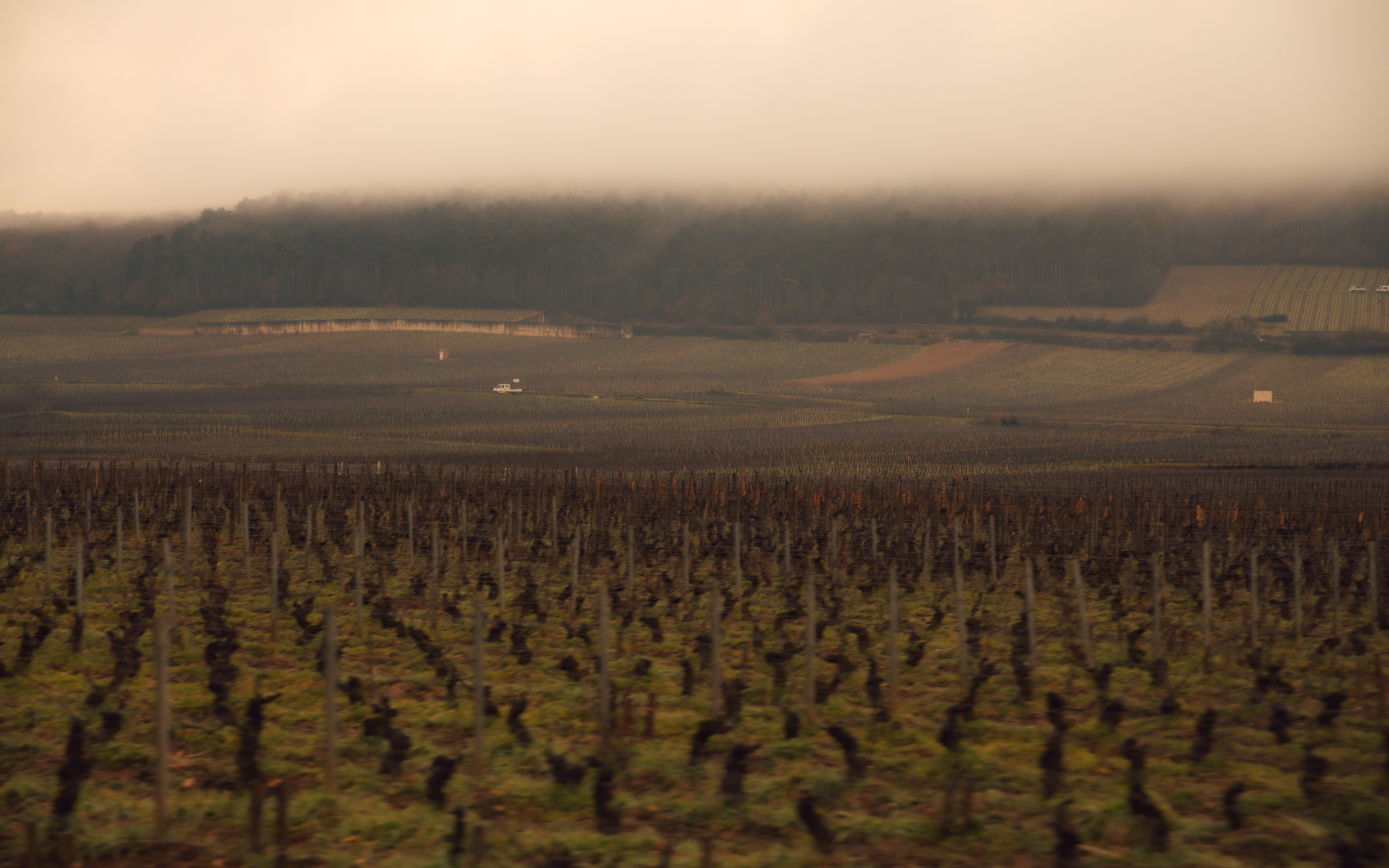 vignes Bourgogne séjour