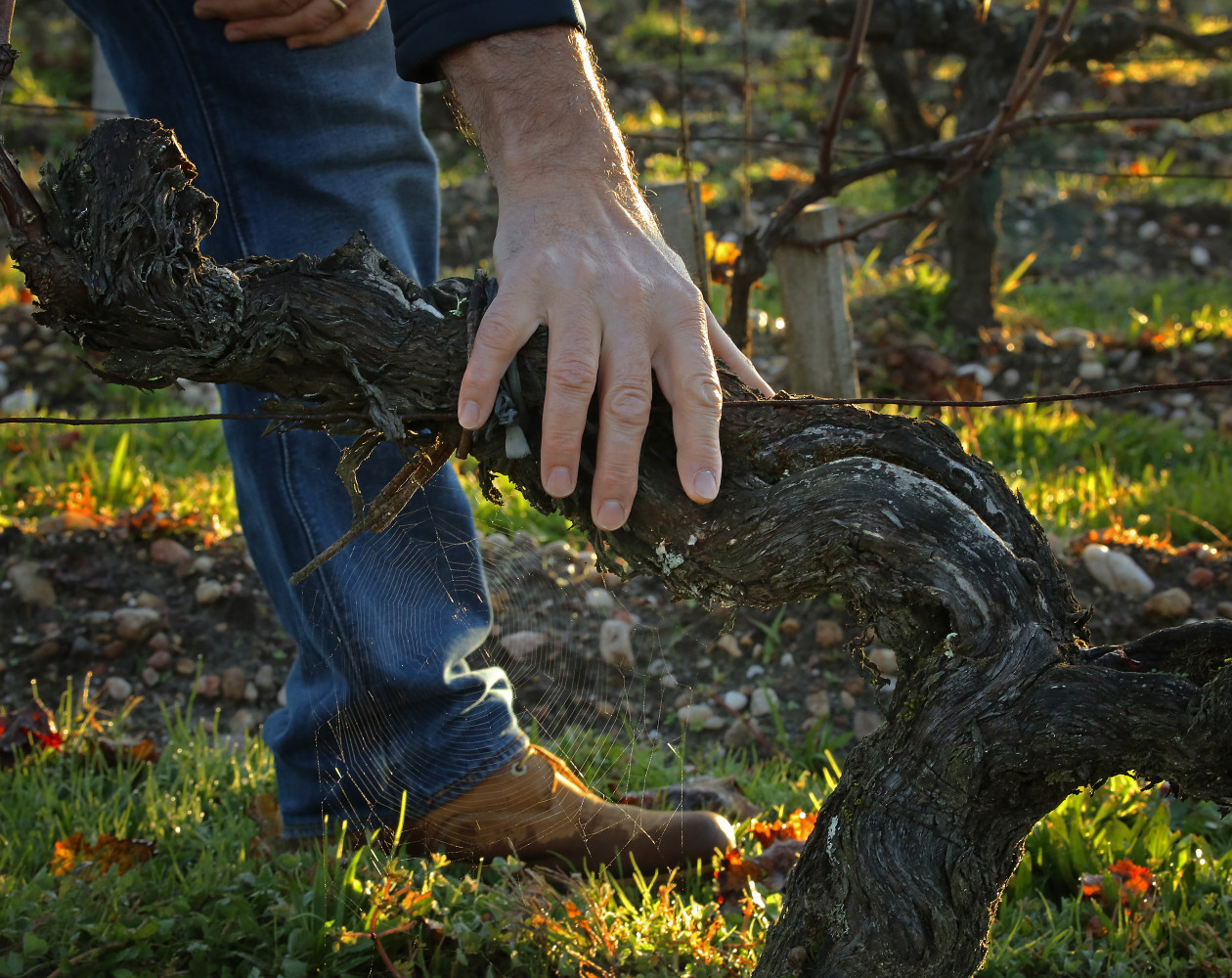 vignobles Val de Loire