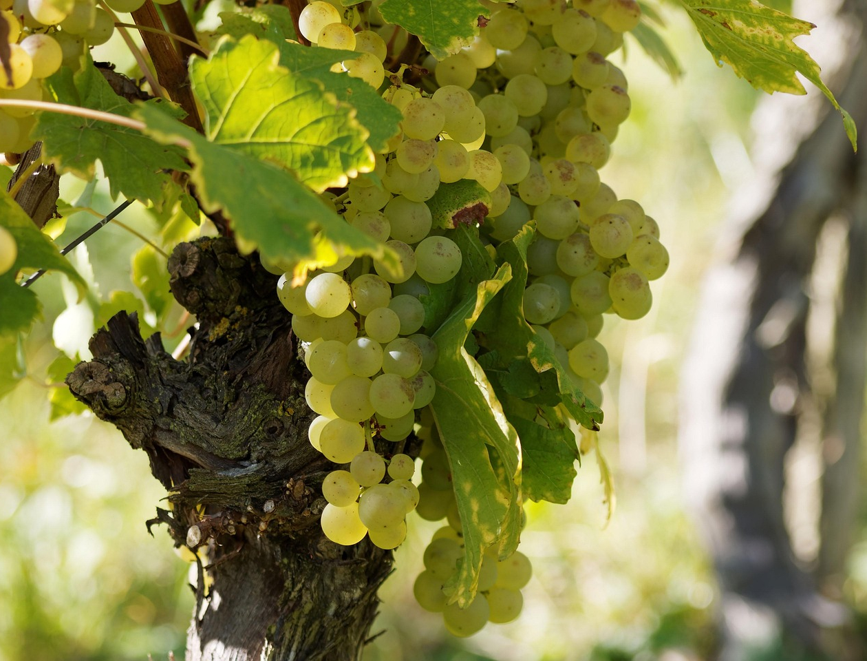 vins de Loire