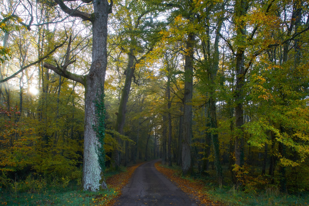 Parenthèse en forêt