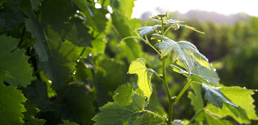 Une nouvelle adresse au cœur de la Côte de Nuits