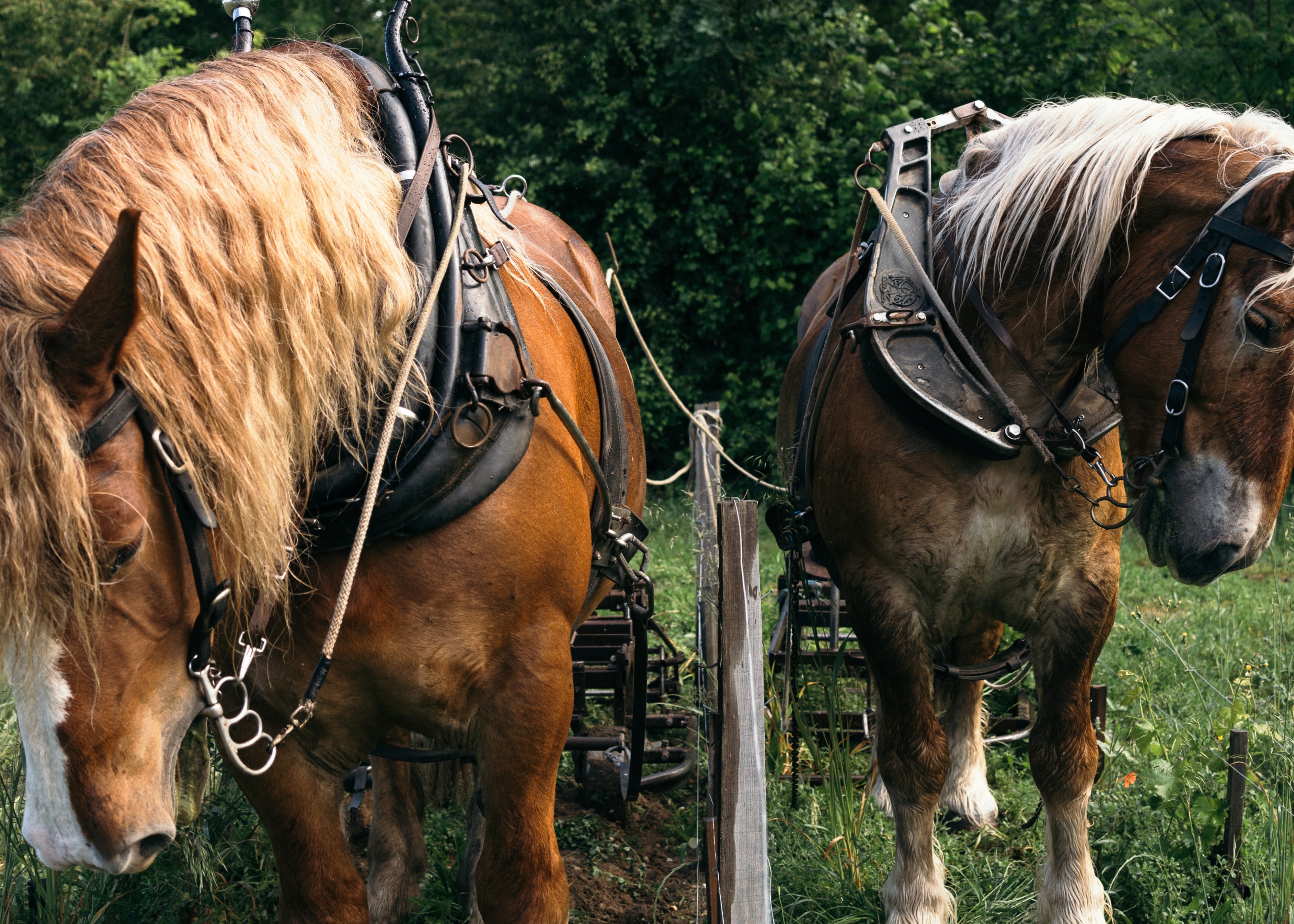 Chevaux de traits au cœur des vignes