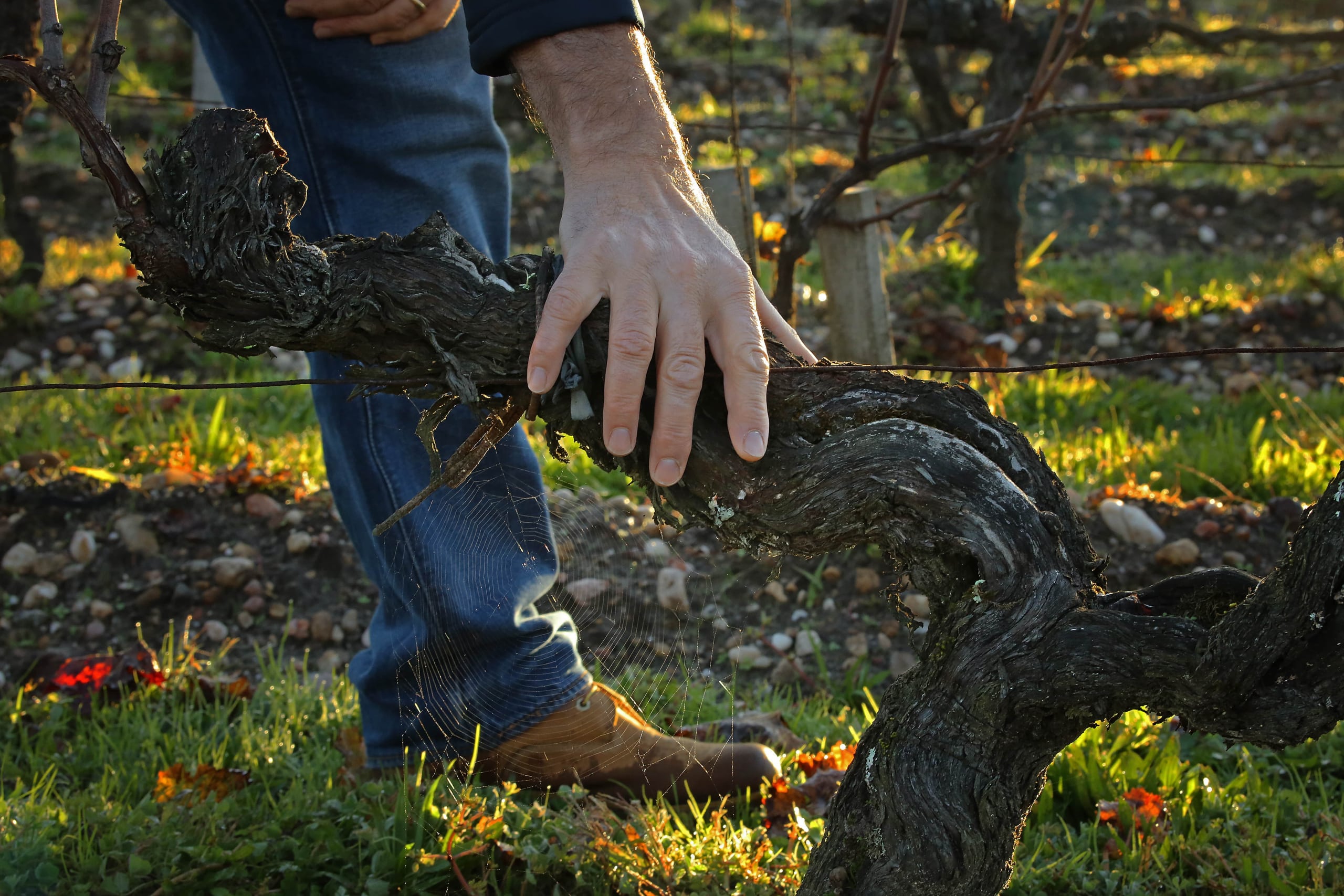 vignes Smith Haut Lafitte