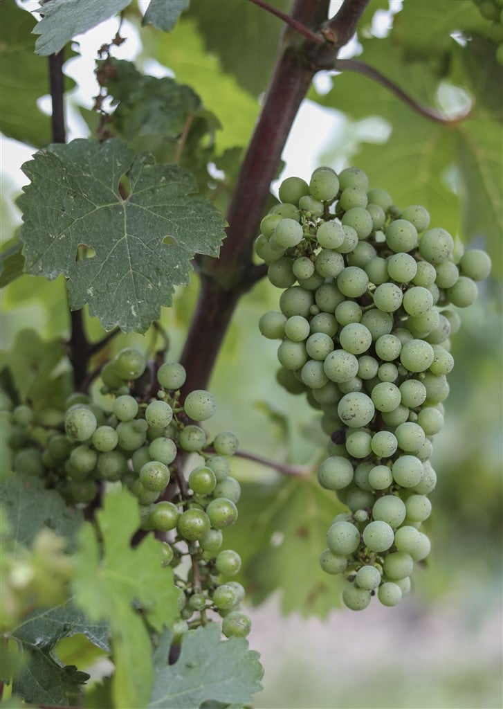 raisins vendanges