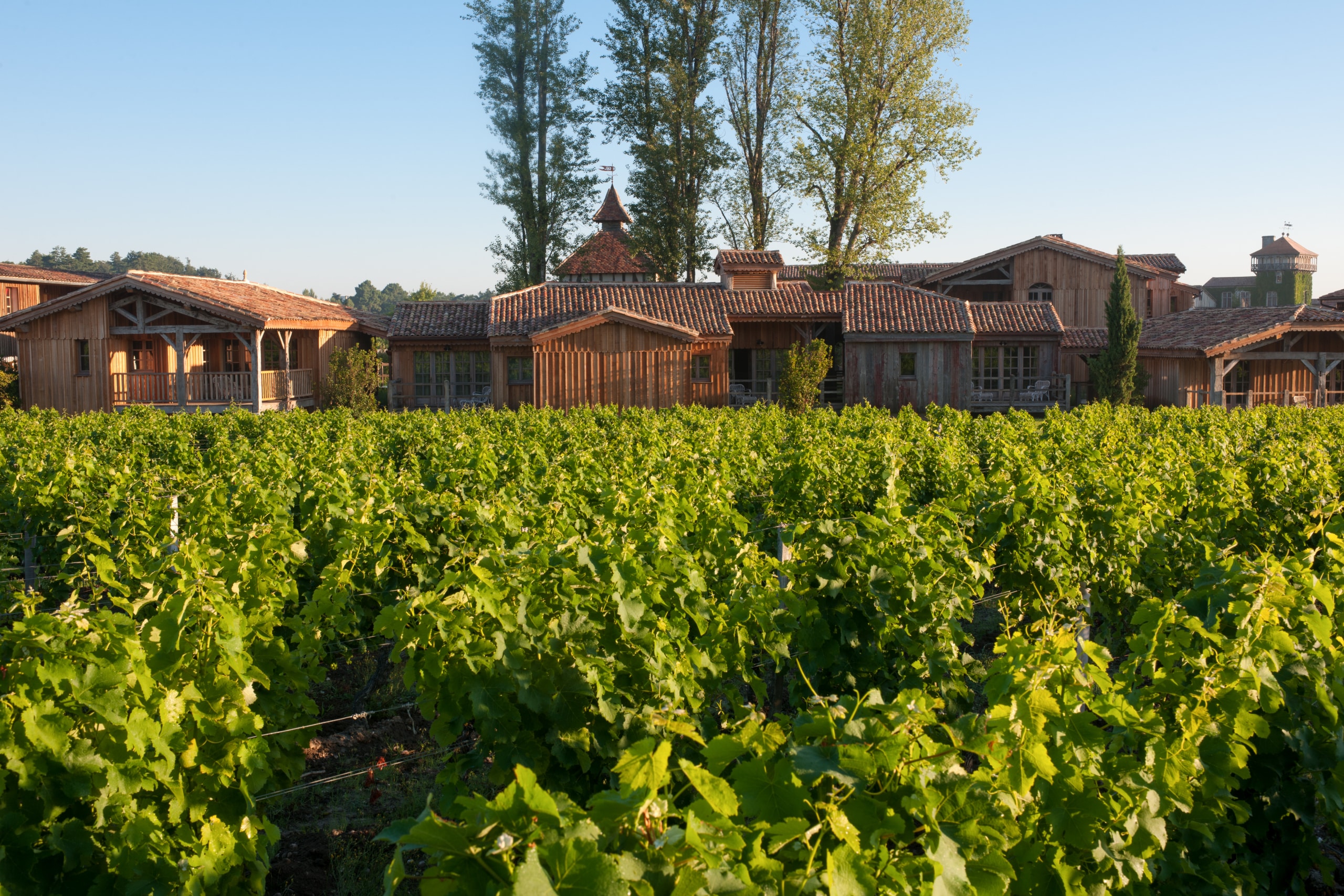 vignes Les Sources de Caudalie