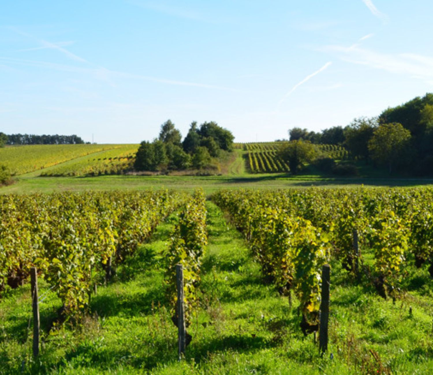 vignoble Val de Loire