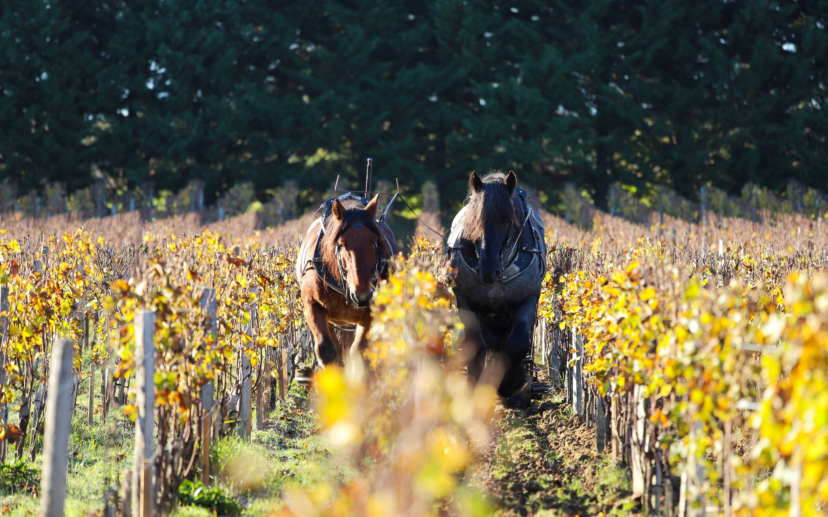 chevaux vignes vendanges