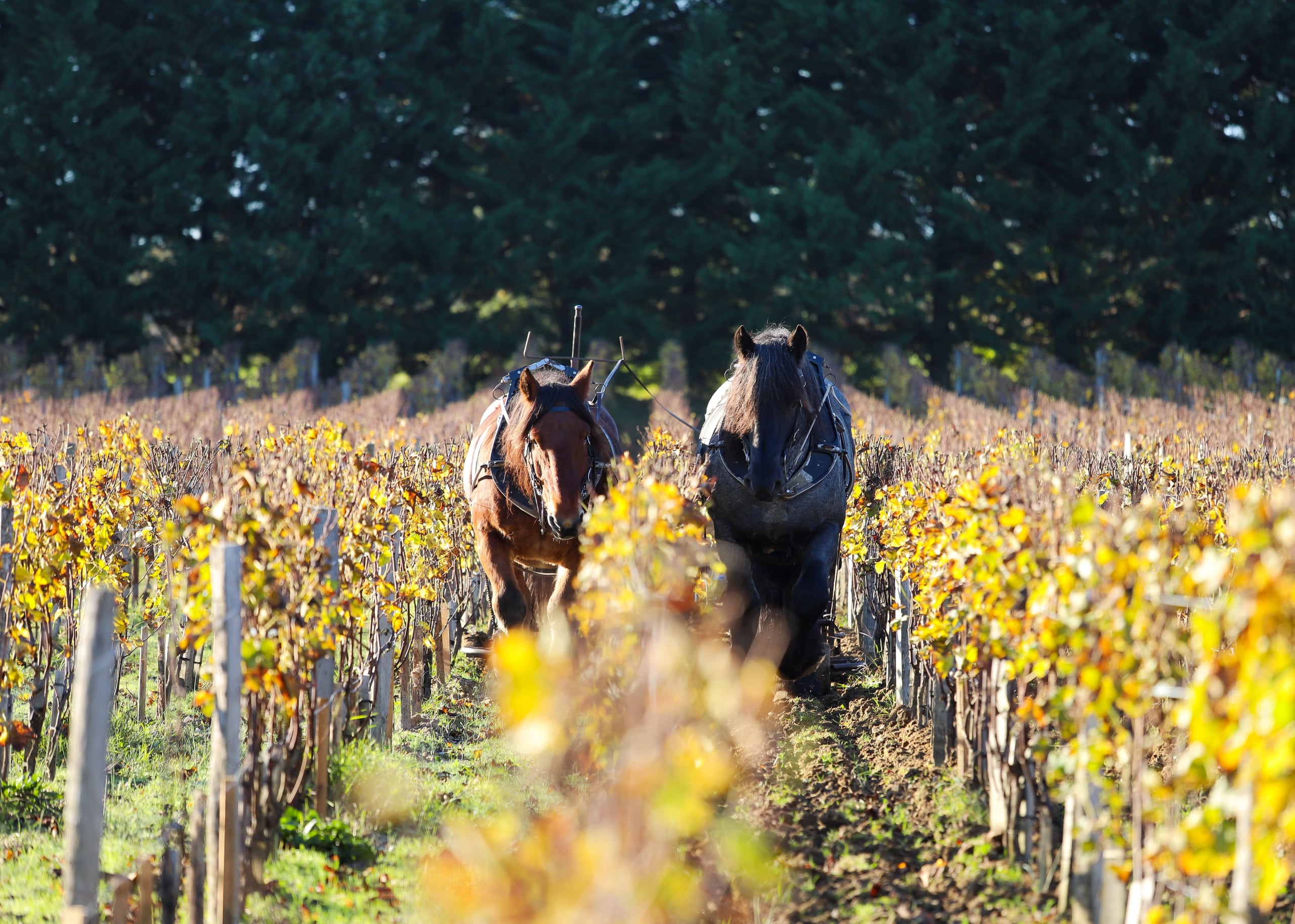 chevaux vignes vendanges