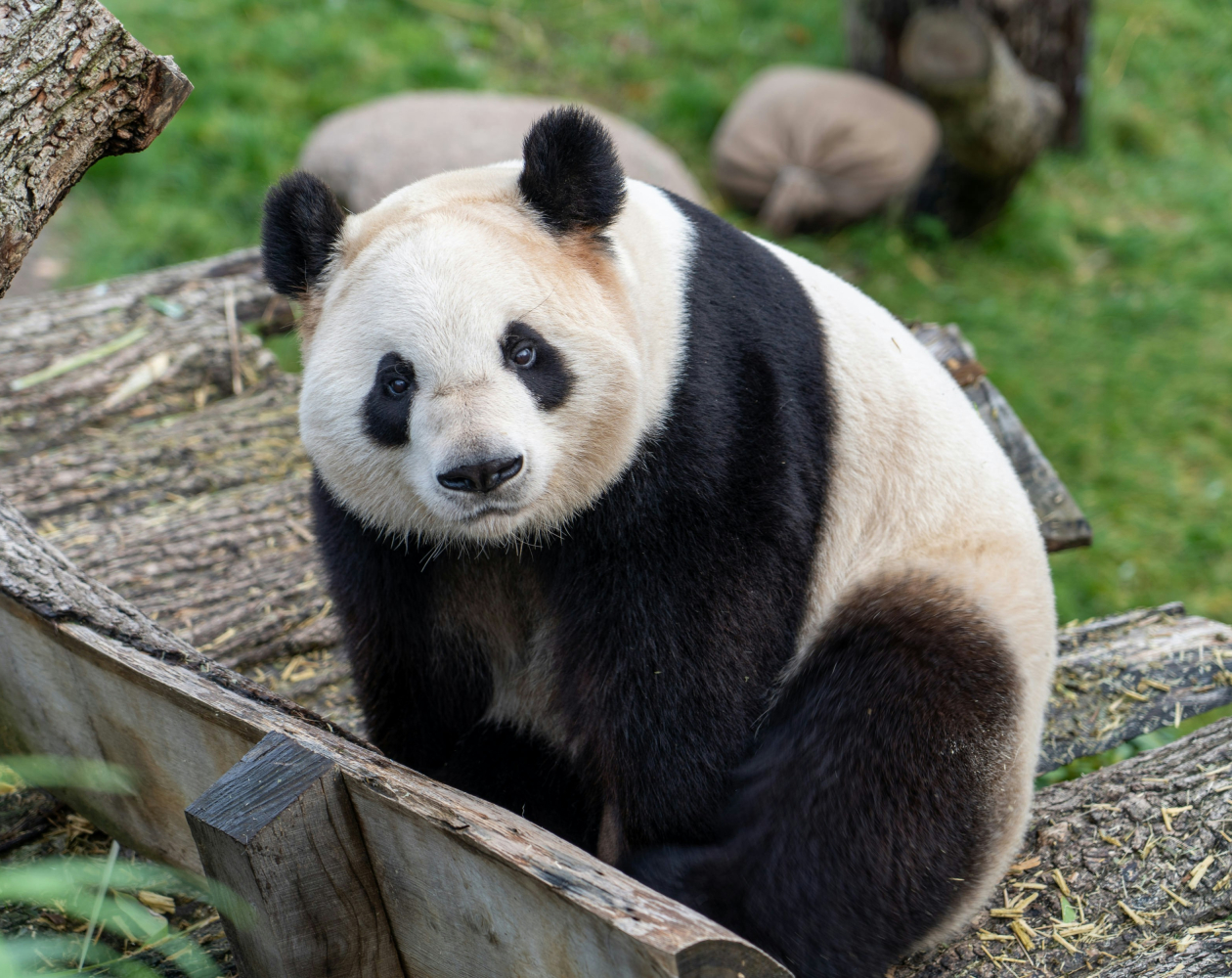 Panda dans un zoo