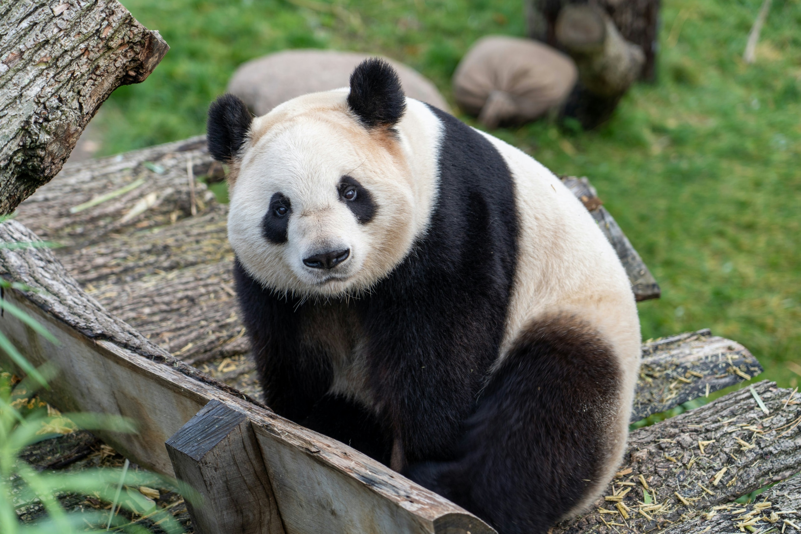 Panda dans un zoo