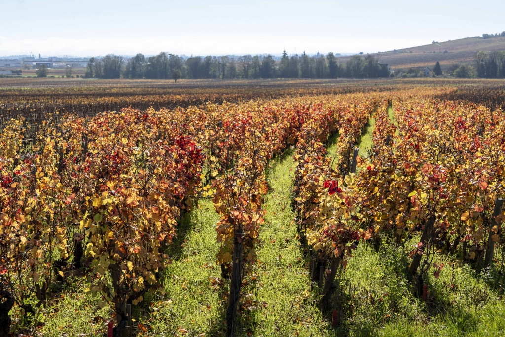 Dormir dans les vignes en Bourgogne