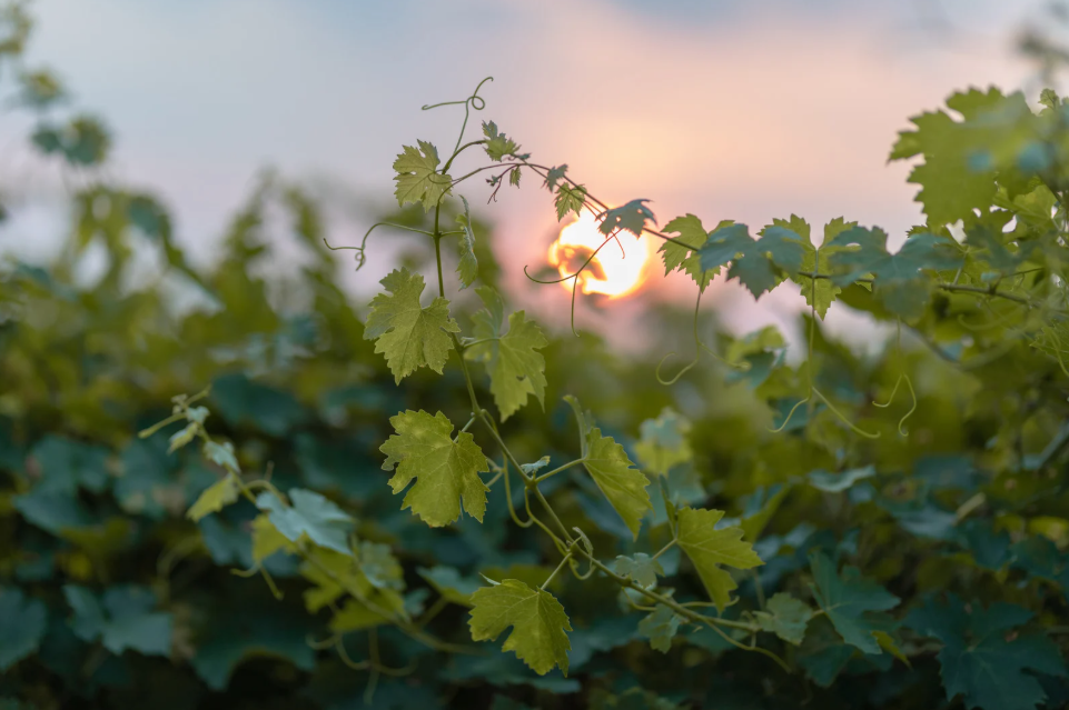 Brochure Hotel Les Sources de Caudalie